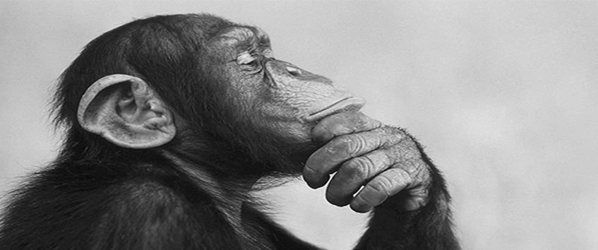 Neden Maymunlar İnsanlardan Daha Akıllı Tüketicilerdir?